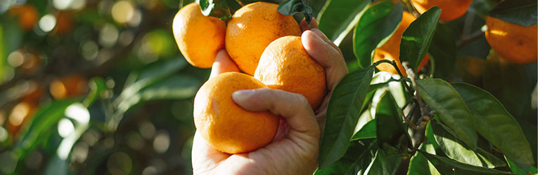 Citrus Industry